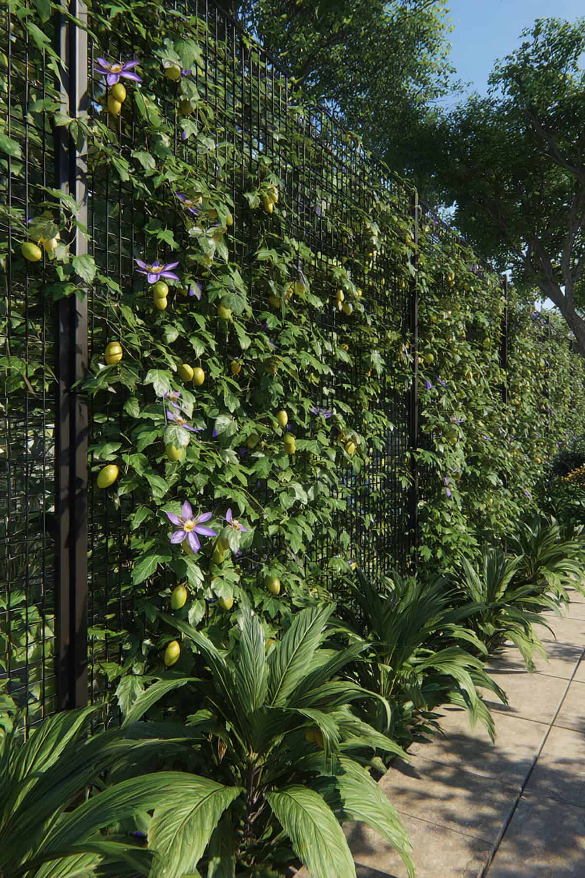 Passionfruit Vine Privacy Fence with Mesh Backing