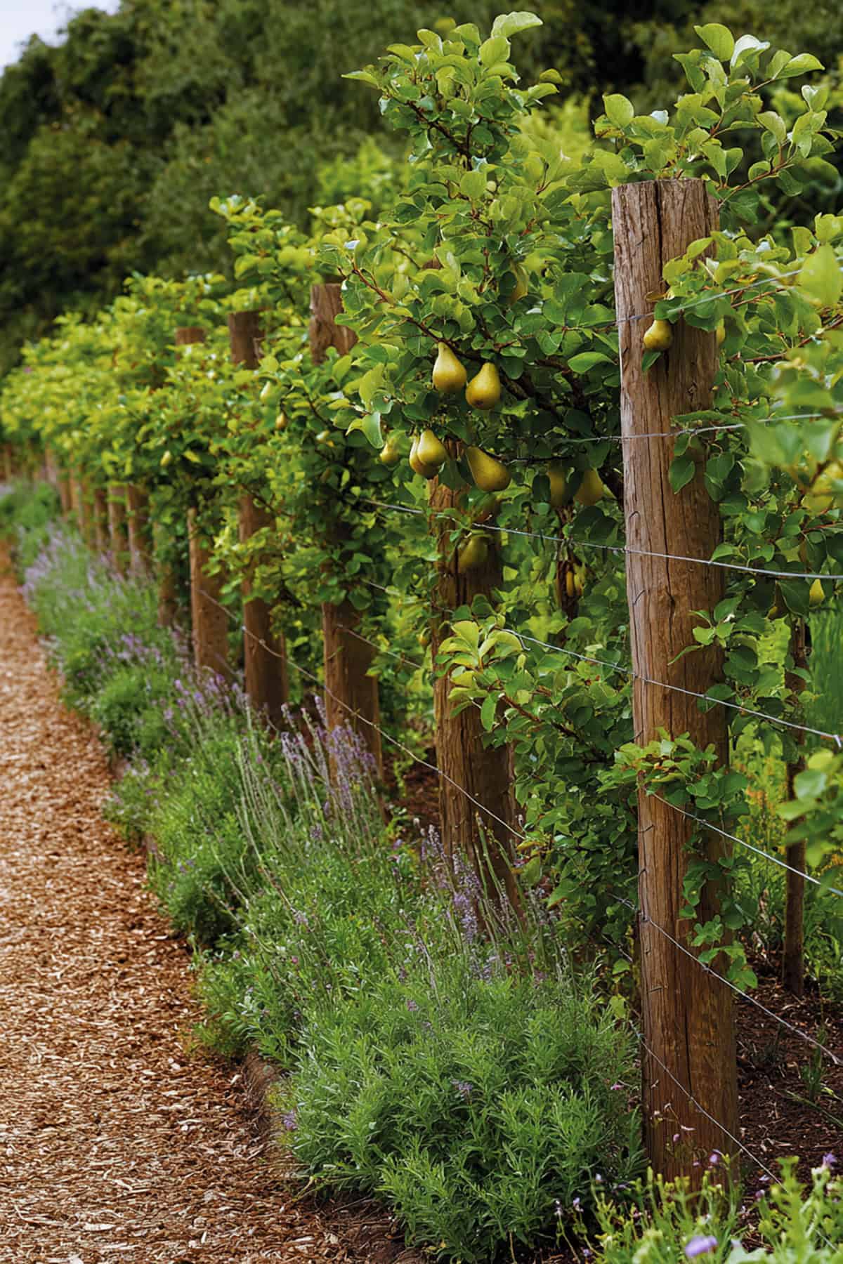 Pear Cordons as a Living Boundary Line