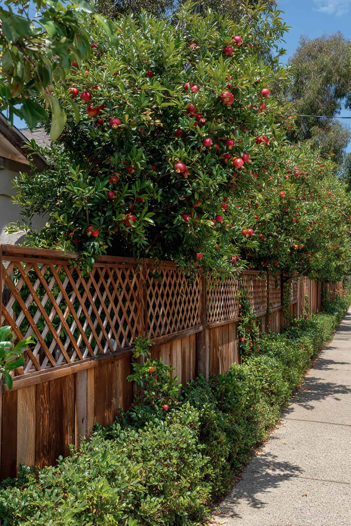 Pomegranate Espalier Fence with Decorative Lattice