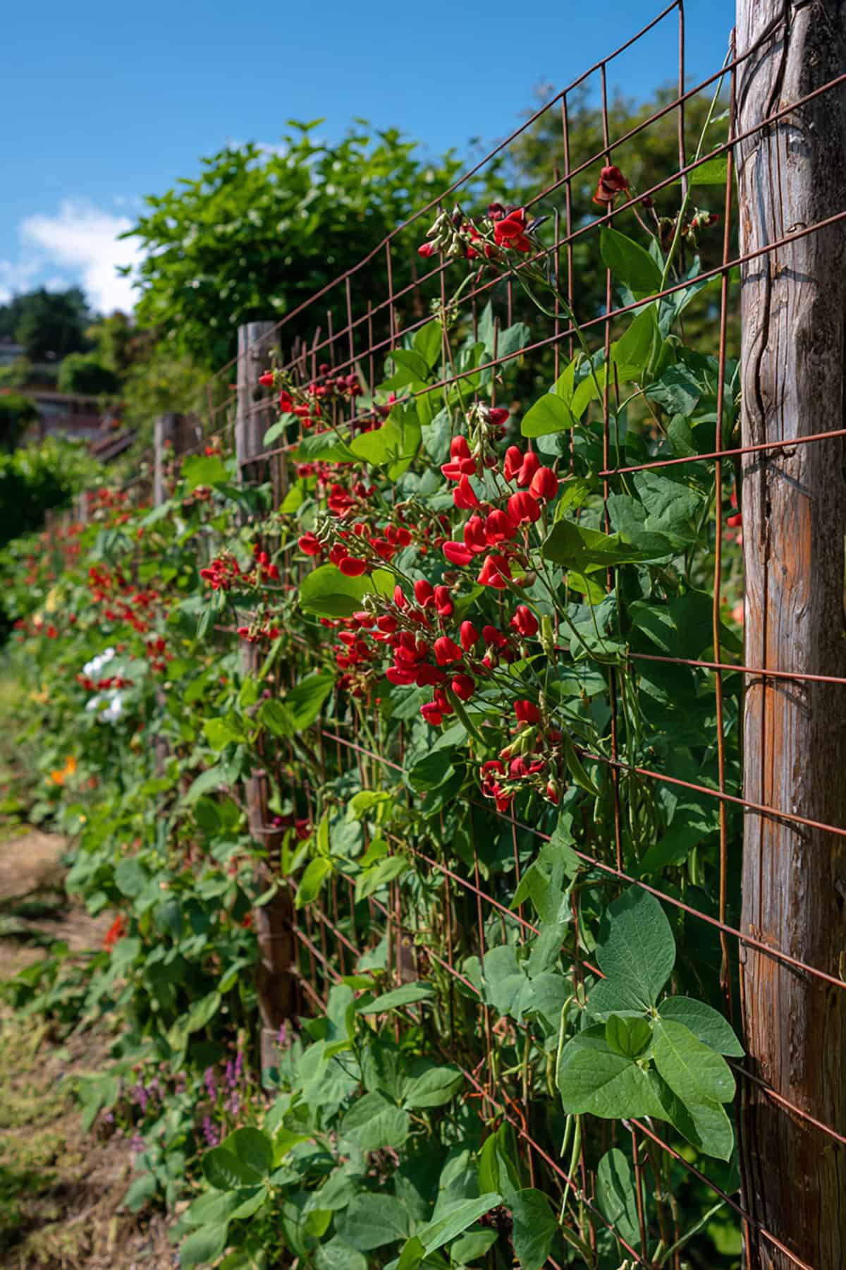 Scarlet Runner Bean Flower and Pod Fence