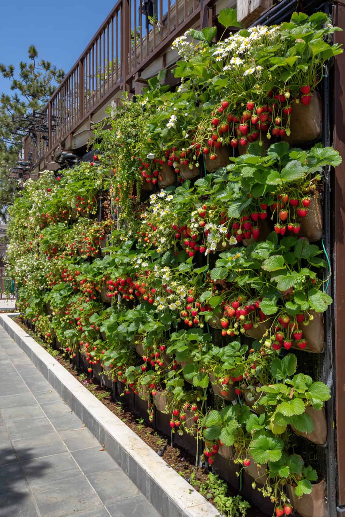 Strawberry Wall Fence in Vertical Pocket Planters