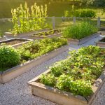 Vegetable Garden Layout Ideas