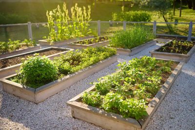 Vegetable Garden Layout Ideas