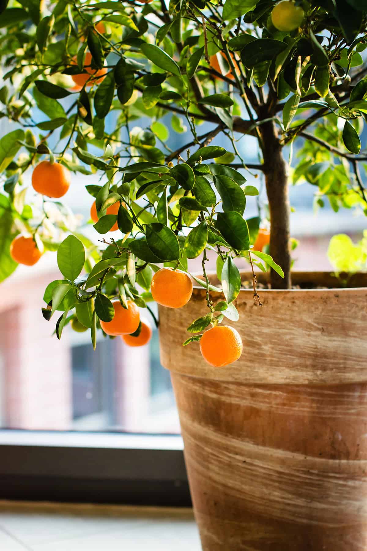 Calamondin Orange In Pot