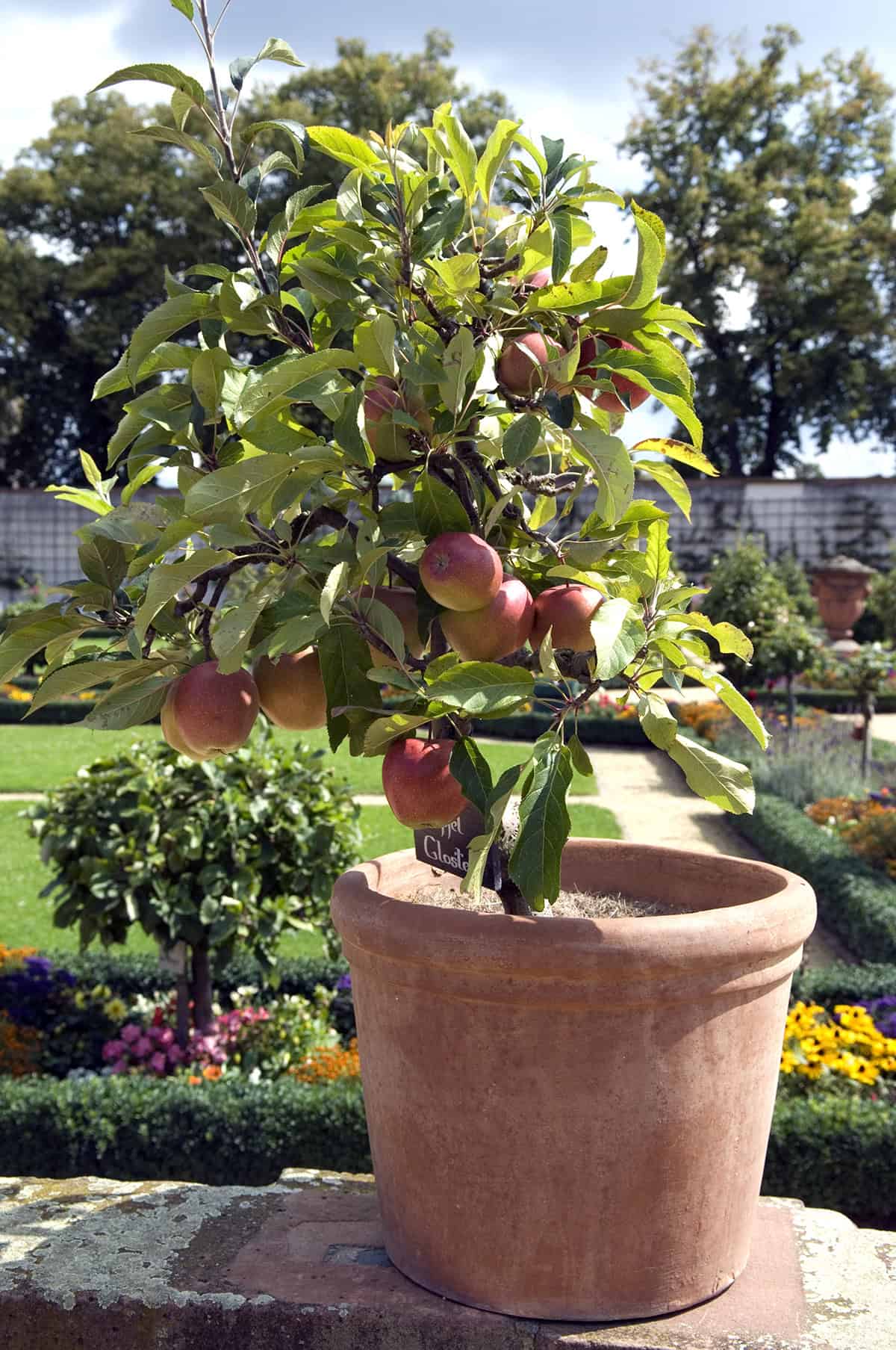 Dwarf Apple Tree Pot
