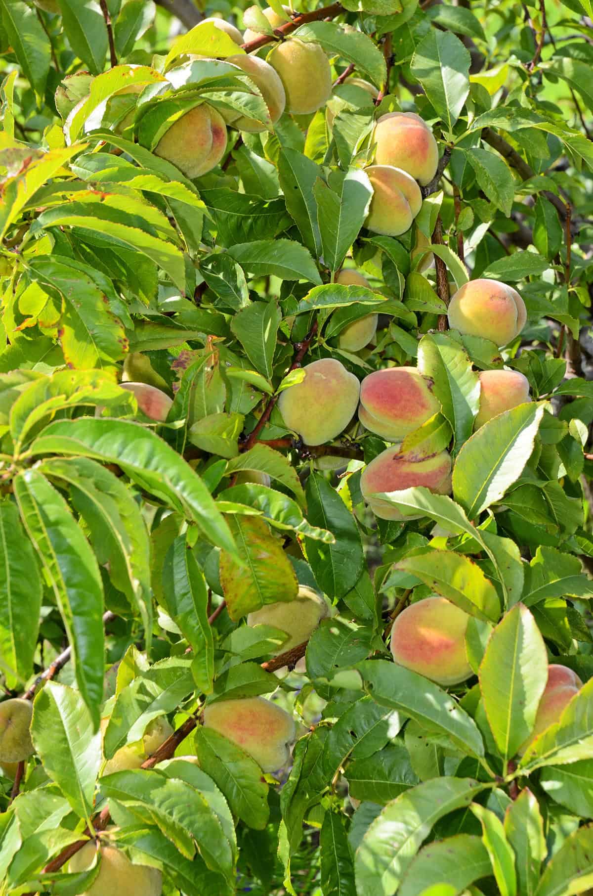 Dwarf Apricot Tree Pot