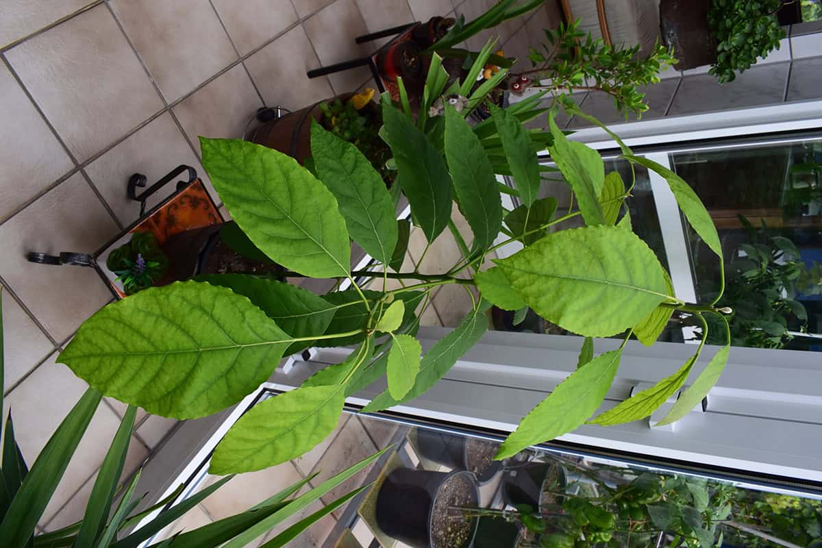 Dwarf Avocado (Wurtz:Little Cado) Pot