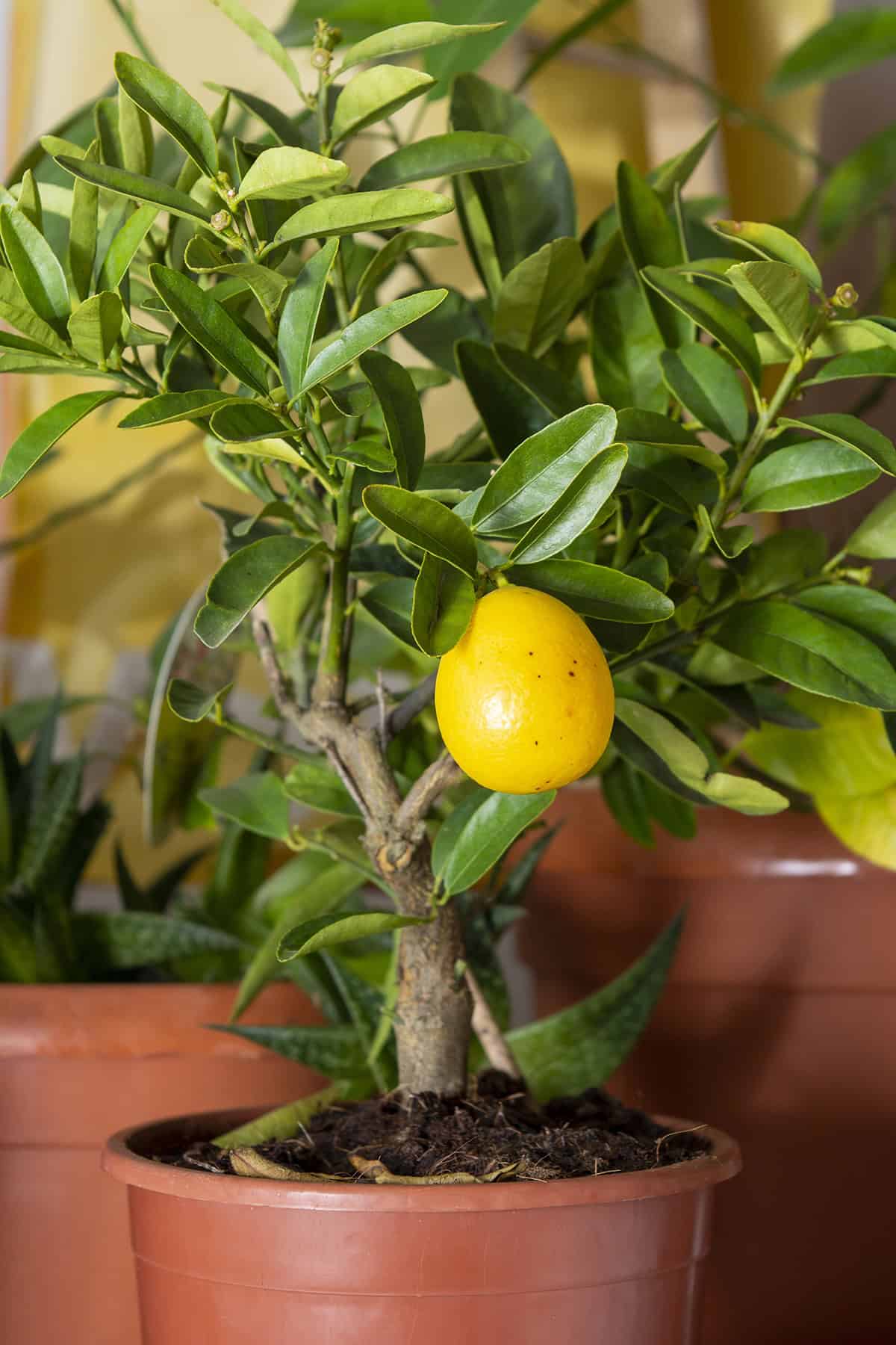 Dwarf Lime (Key Lime or Persian Lime) in pot