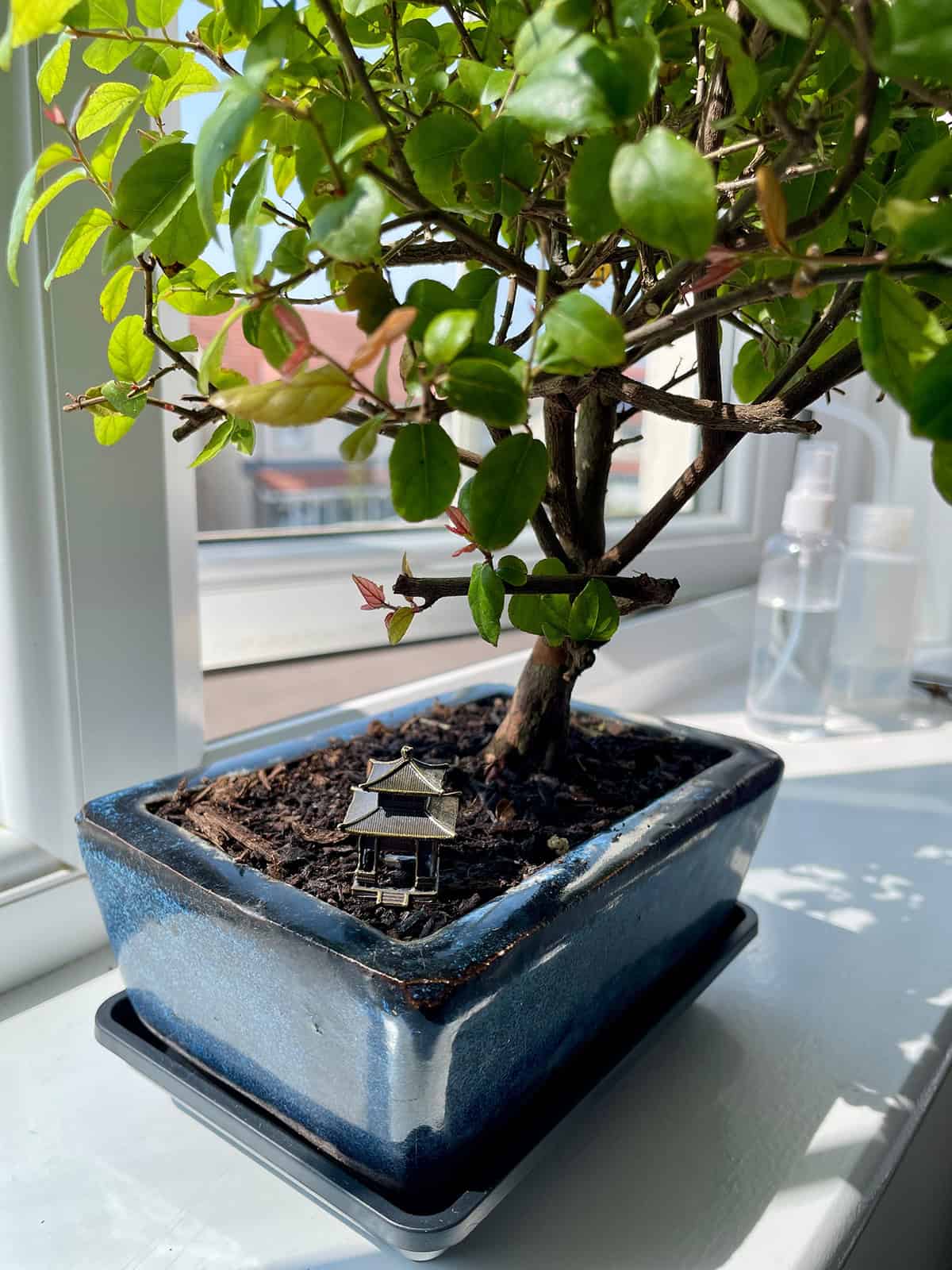 Dwarf Plum Tree Pot