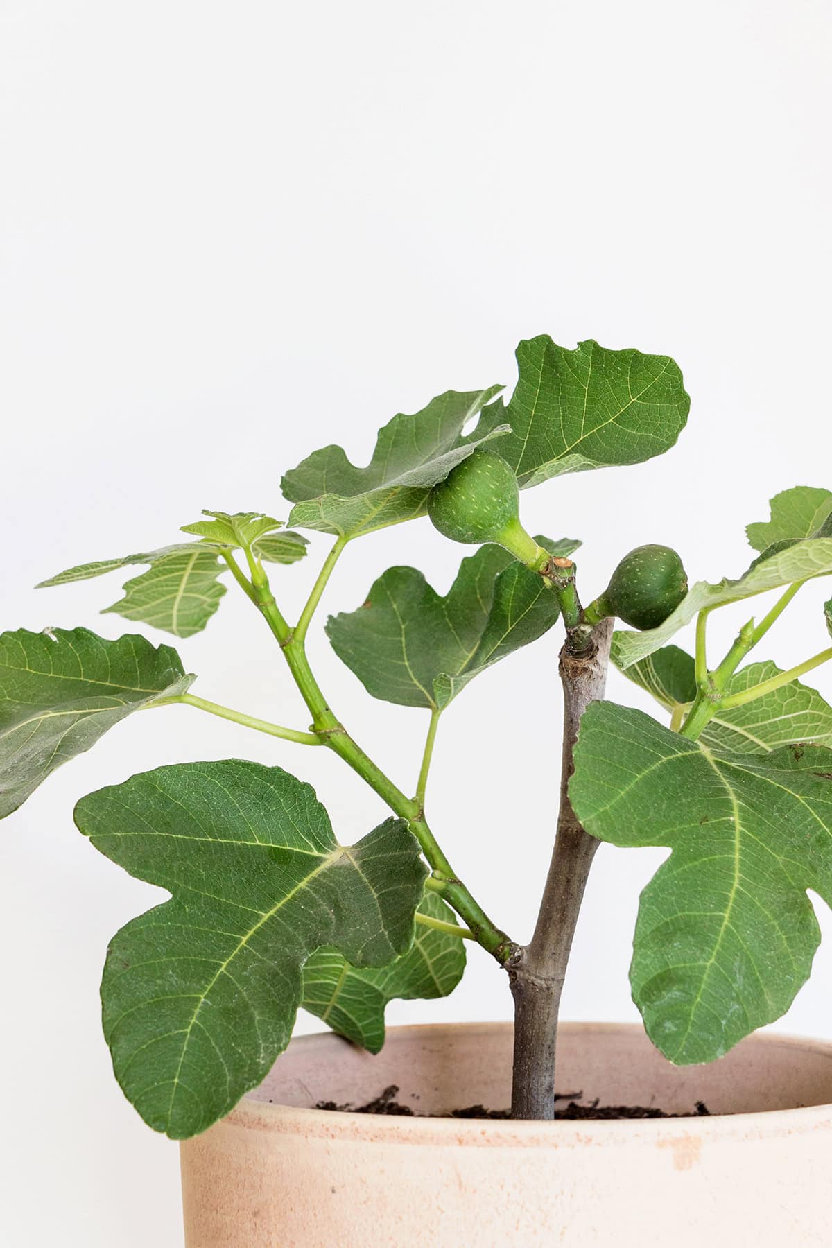 Fig Tree in Pot