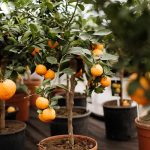 Fruit Trees You Can Grow In Pots