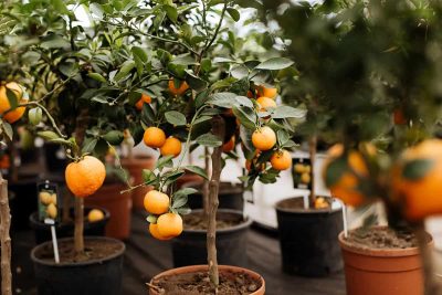 Fruit Trees You Can Grow In Pots
