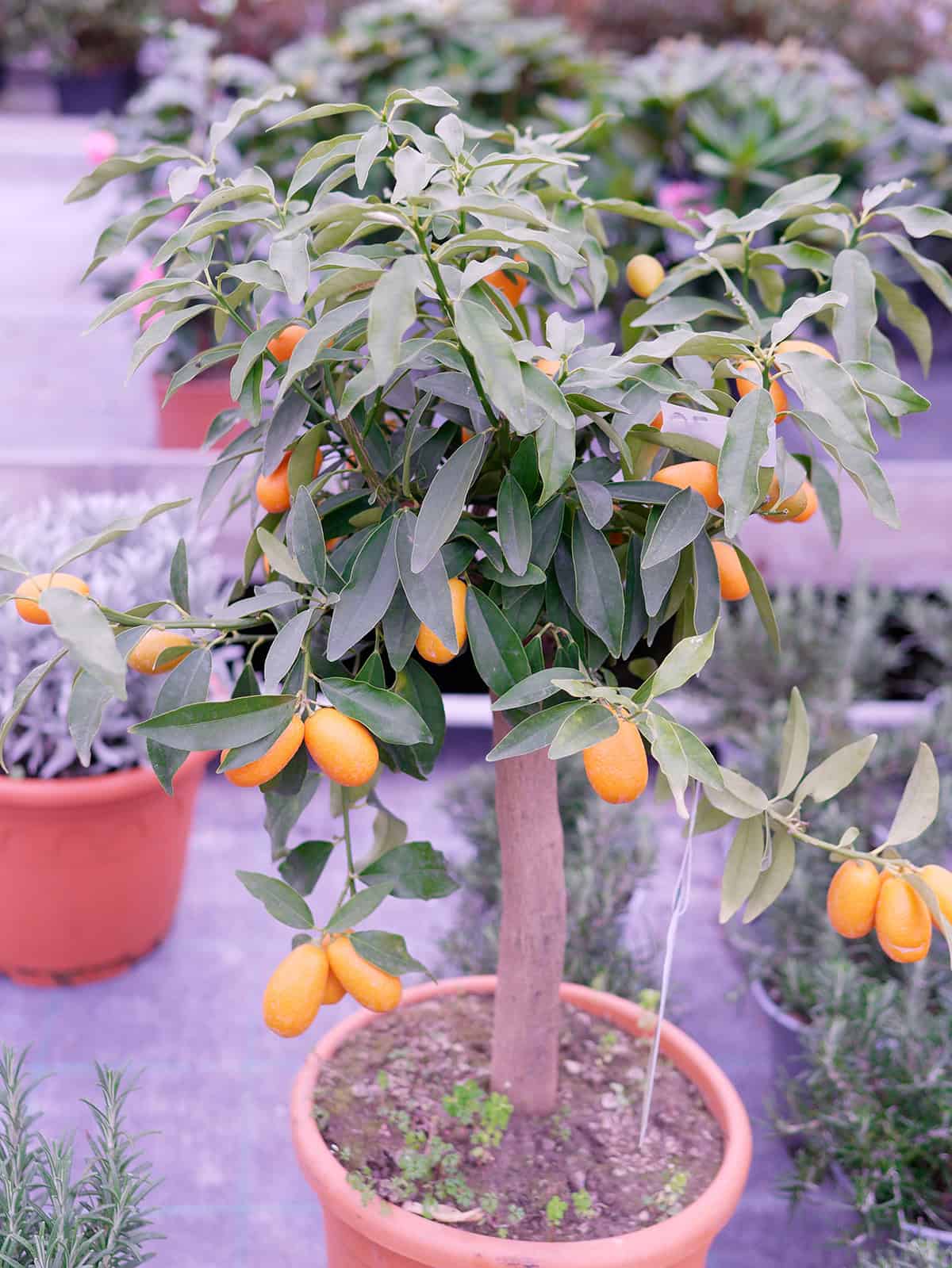 Kumquat Tree Pot