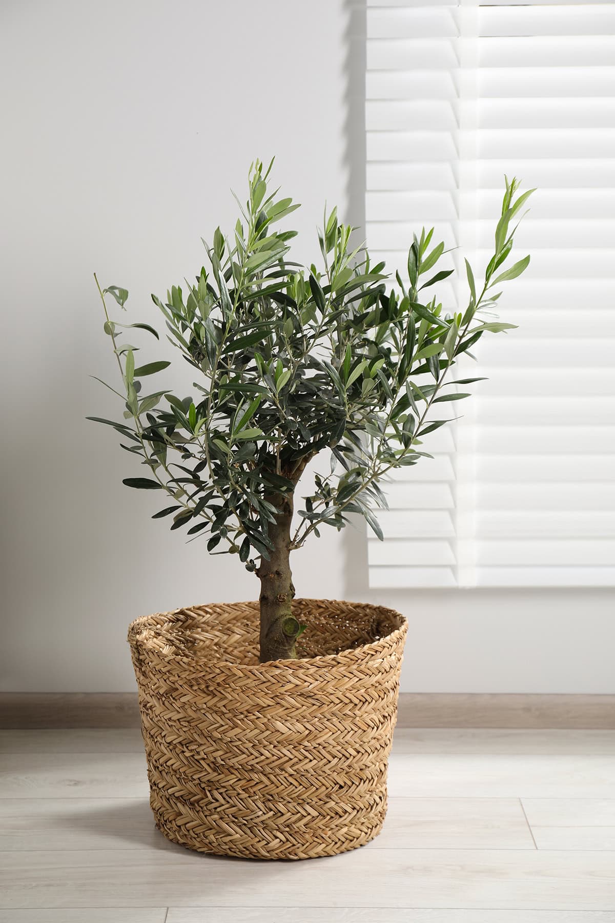 Olive Tree Pot