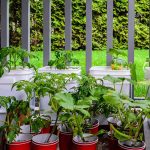 20 Common Herbs and Veggies You Can Grow on Your Porch