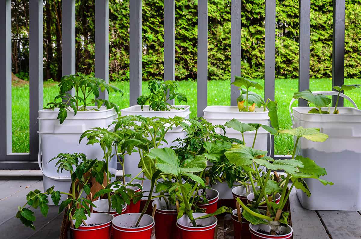 20 Common Herbs and Veggies You Can Grow on Your Porch