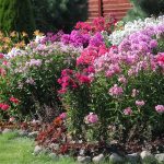 26 Perennials to Cut Back for More Blooms