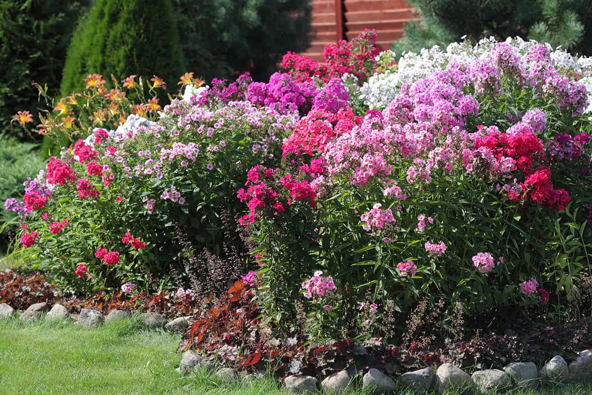 26 Perennials to Cut Back for More Blooms