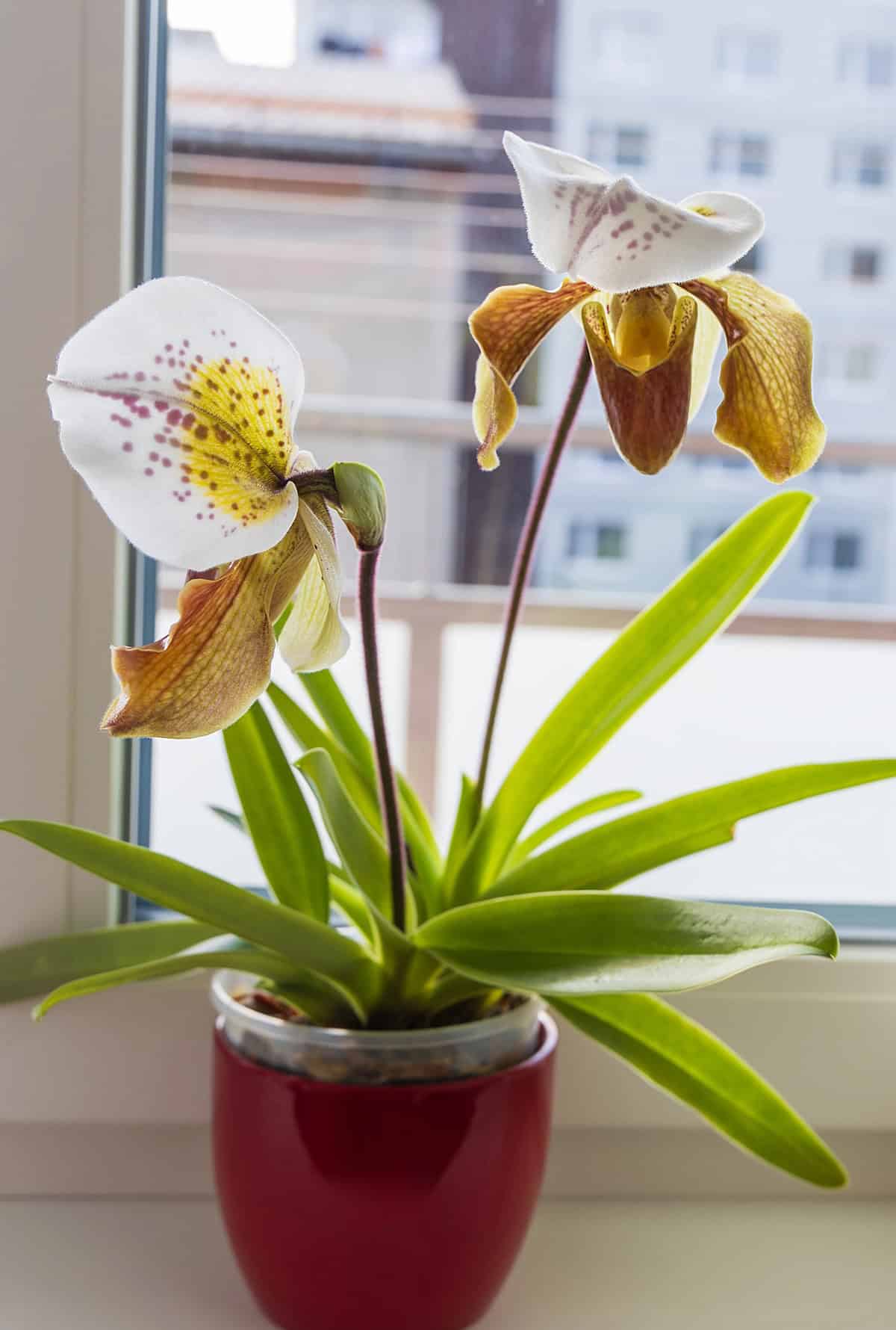 Aftercare for Newly Repotted Orchids