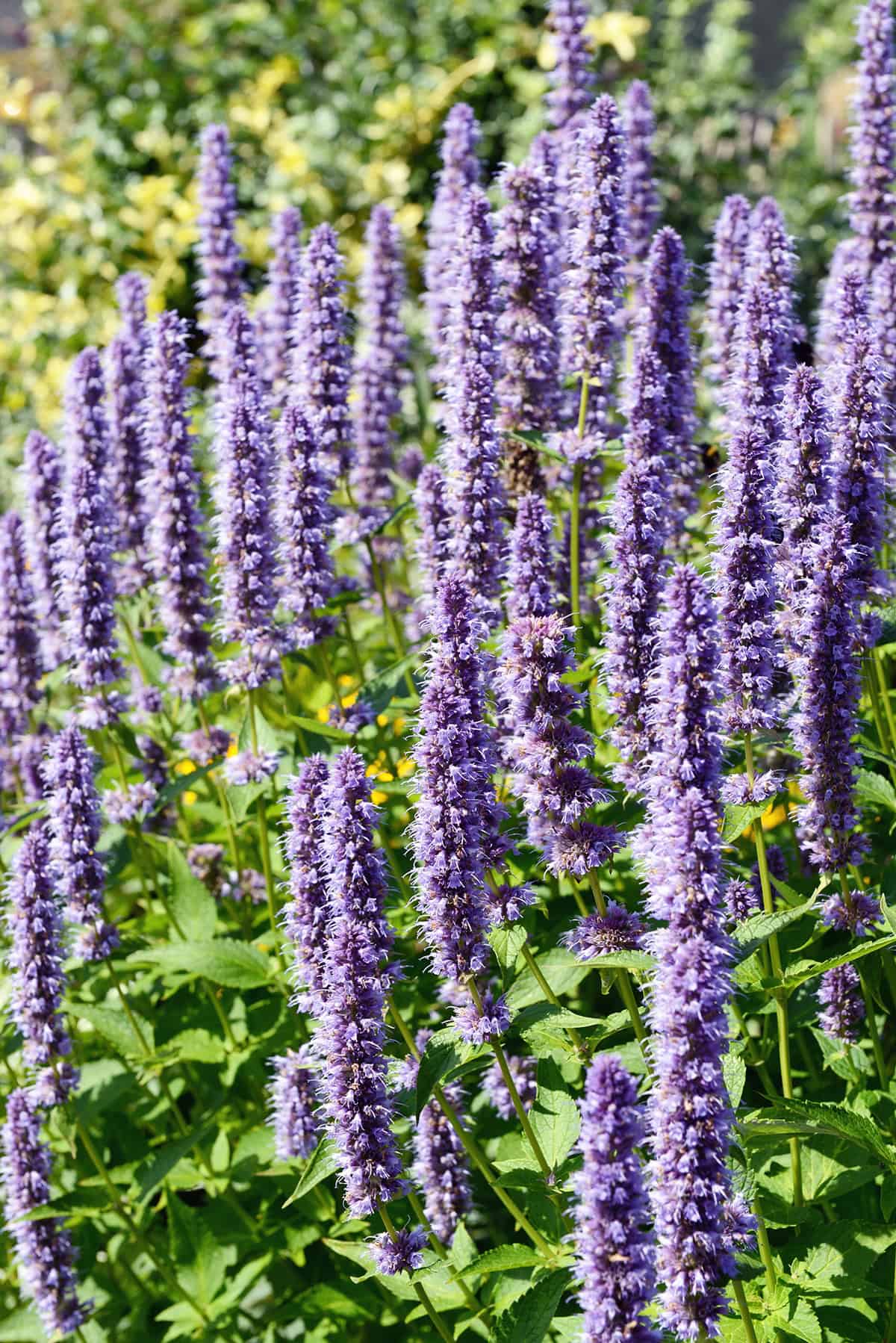 Agastache (Hyssop)