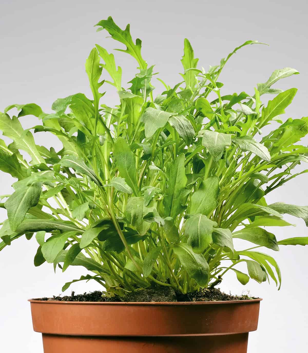 Arugula (Rocket)