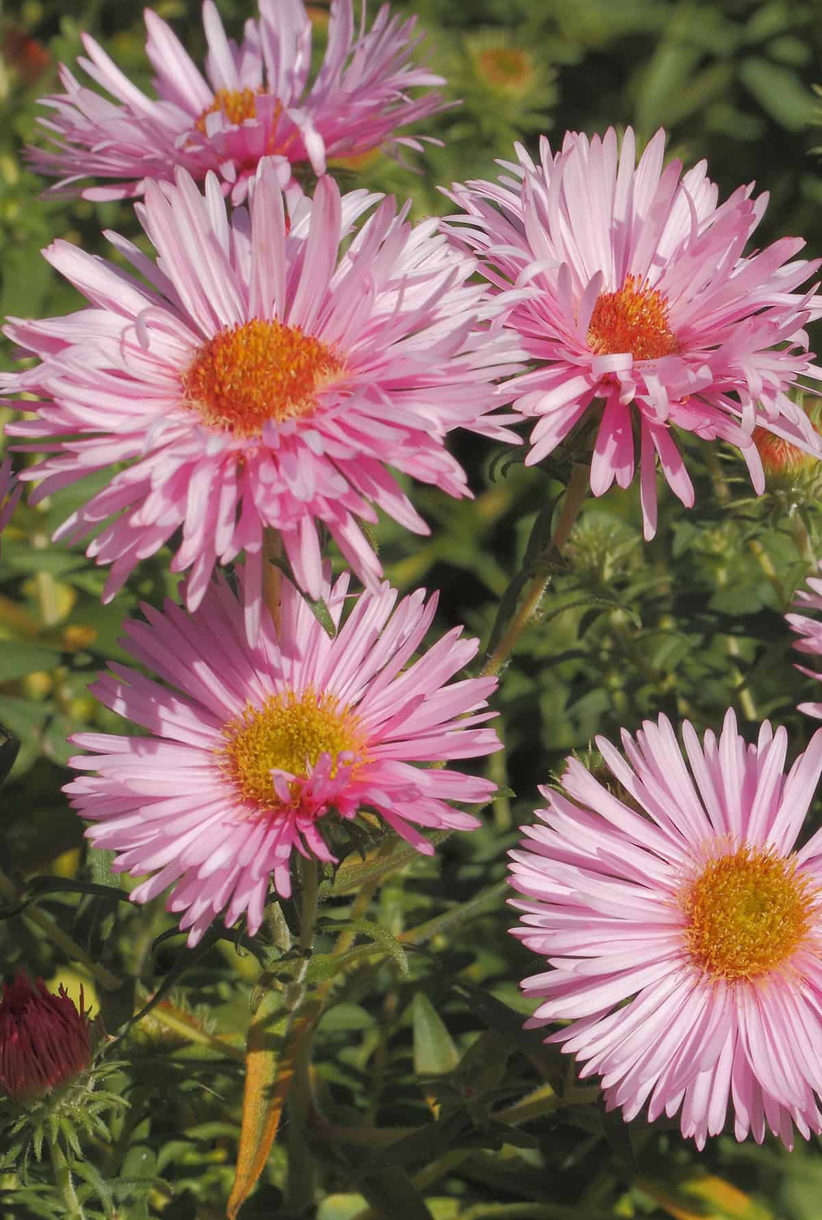 Asters