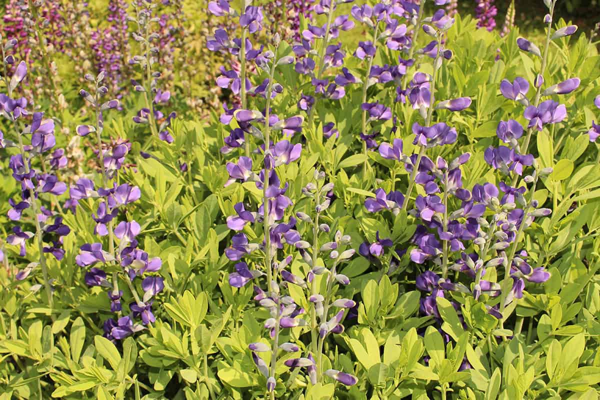 Baptisia (False Indigo)