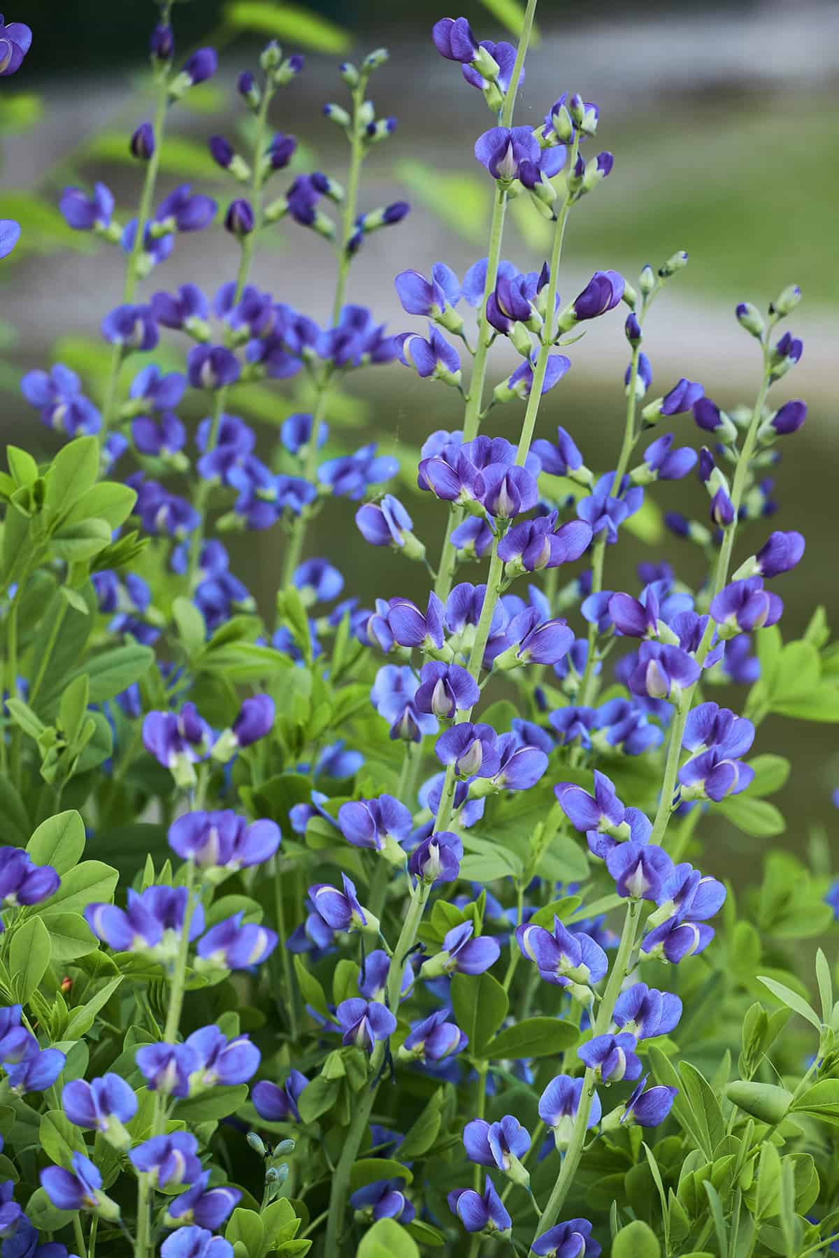Baptisia (False Indigo)
