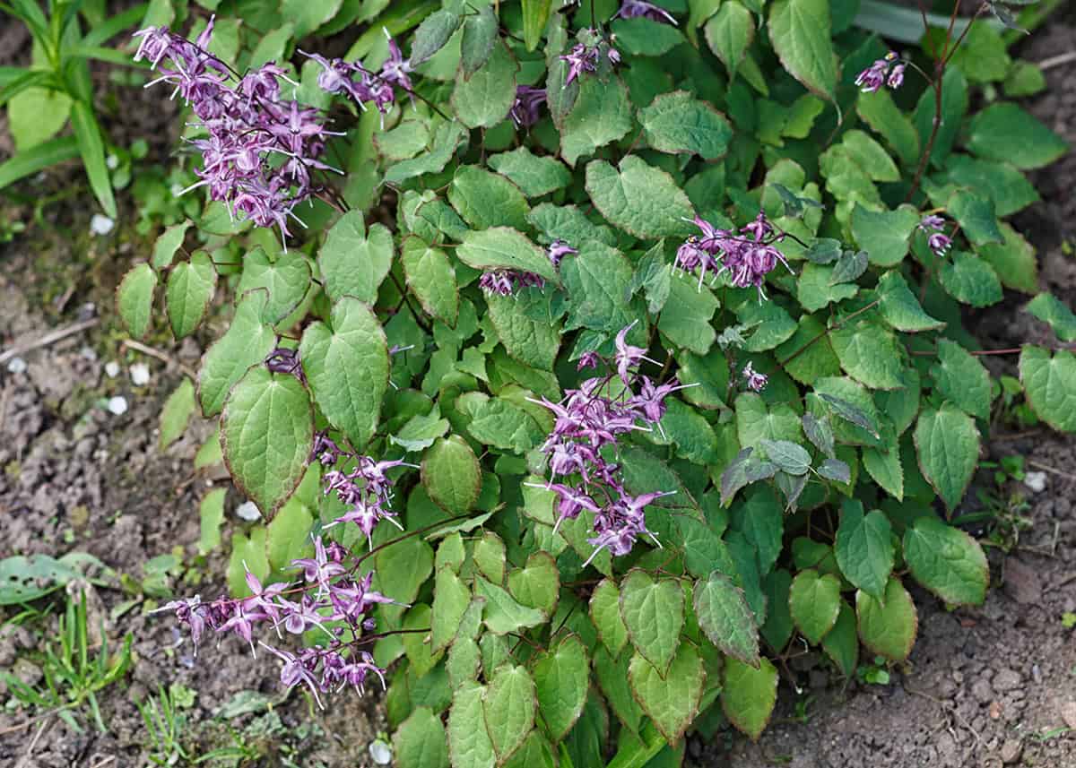 Barrenwort (Epimedium)