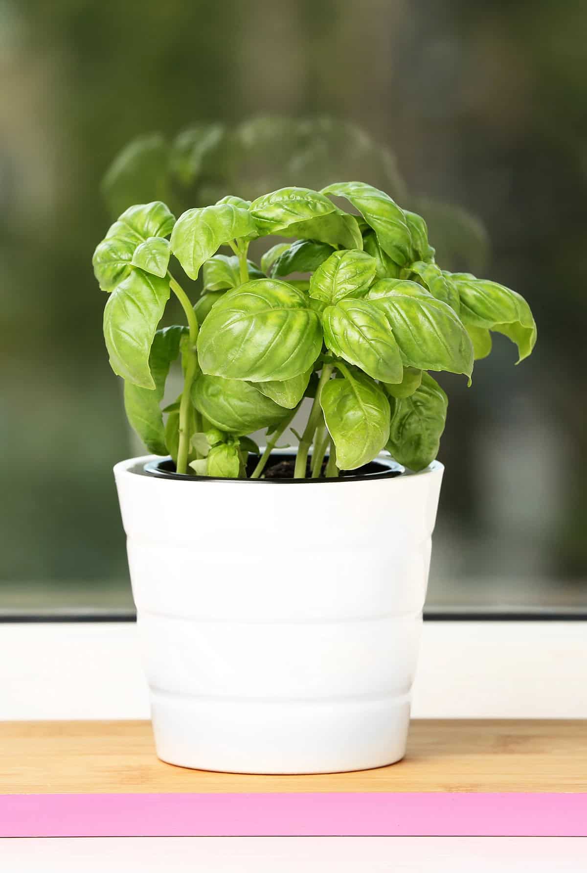 Basil Indoors First Things First