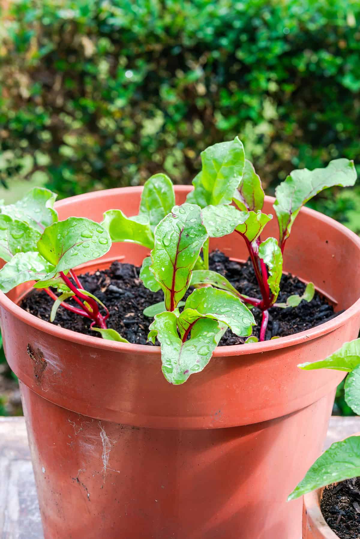 Beets in Containers Basics