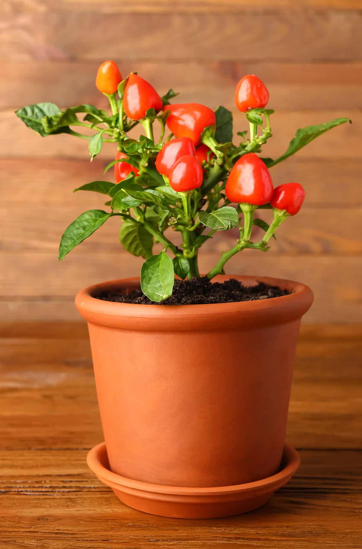 Bell Peppers