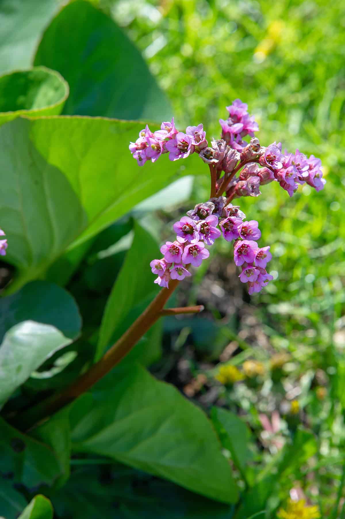 Bergenia
