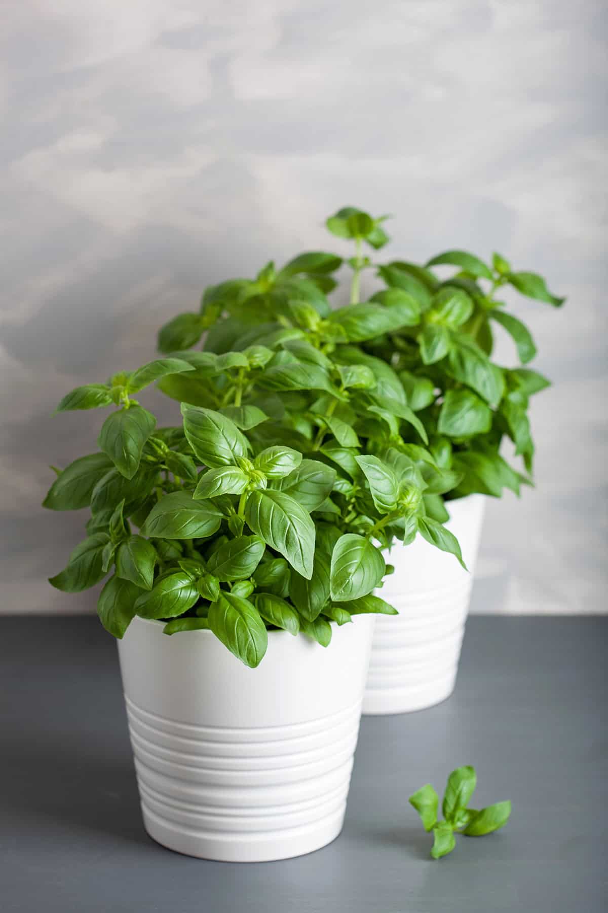 Best Basil To Grow Indoors