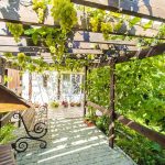 Best Climbing Plants For Your Pergola And Arbor