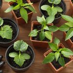 Best Vegetables to Grow in Pots for Small Spaces