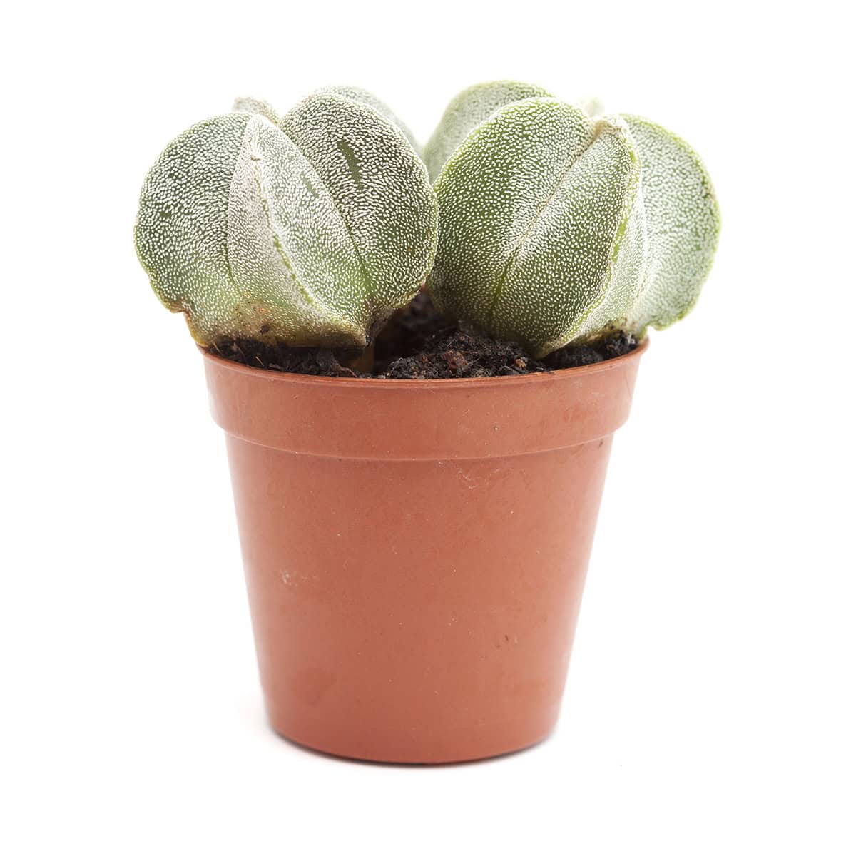 Bishop’s Cap Cactus (Astrophytum myriostigma)