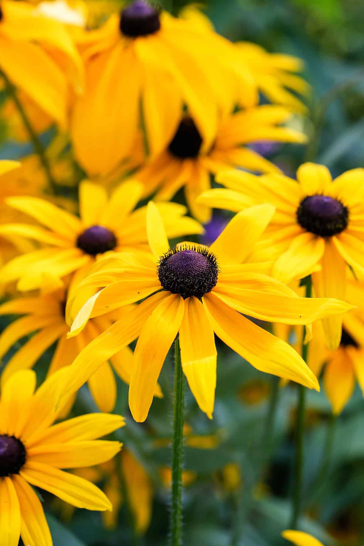 Black Eyed Susan (Rudbeckia)