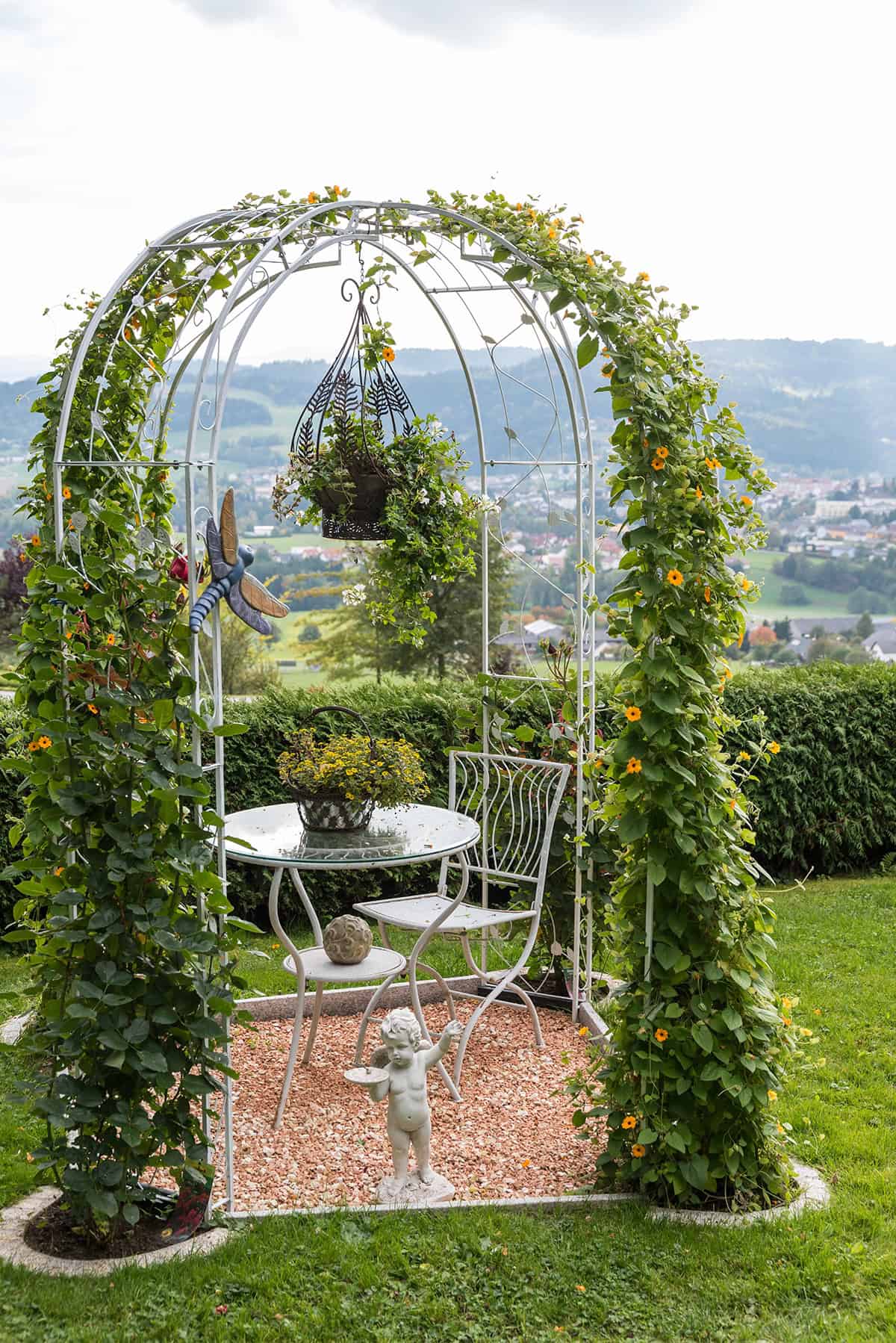 Black eyed Susan Vine (Thunbergia alata)