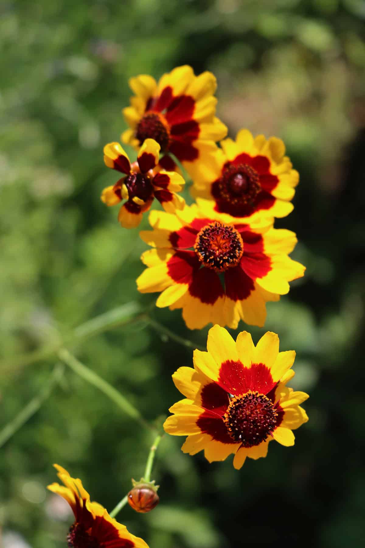 Blanket Flower (Gaillardia)