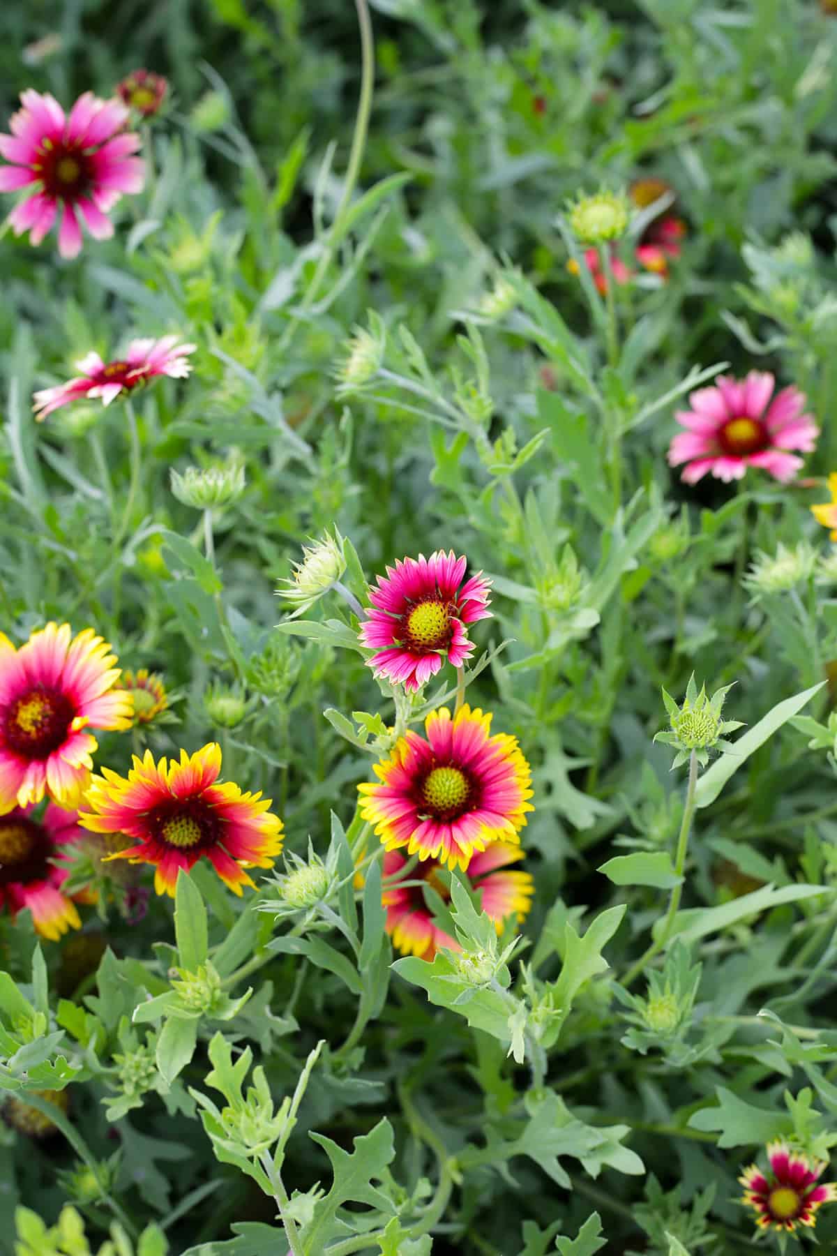 Blanket Flower (Gaillardia)