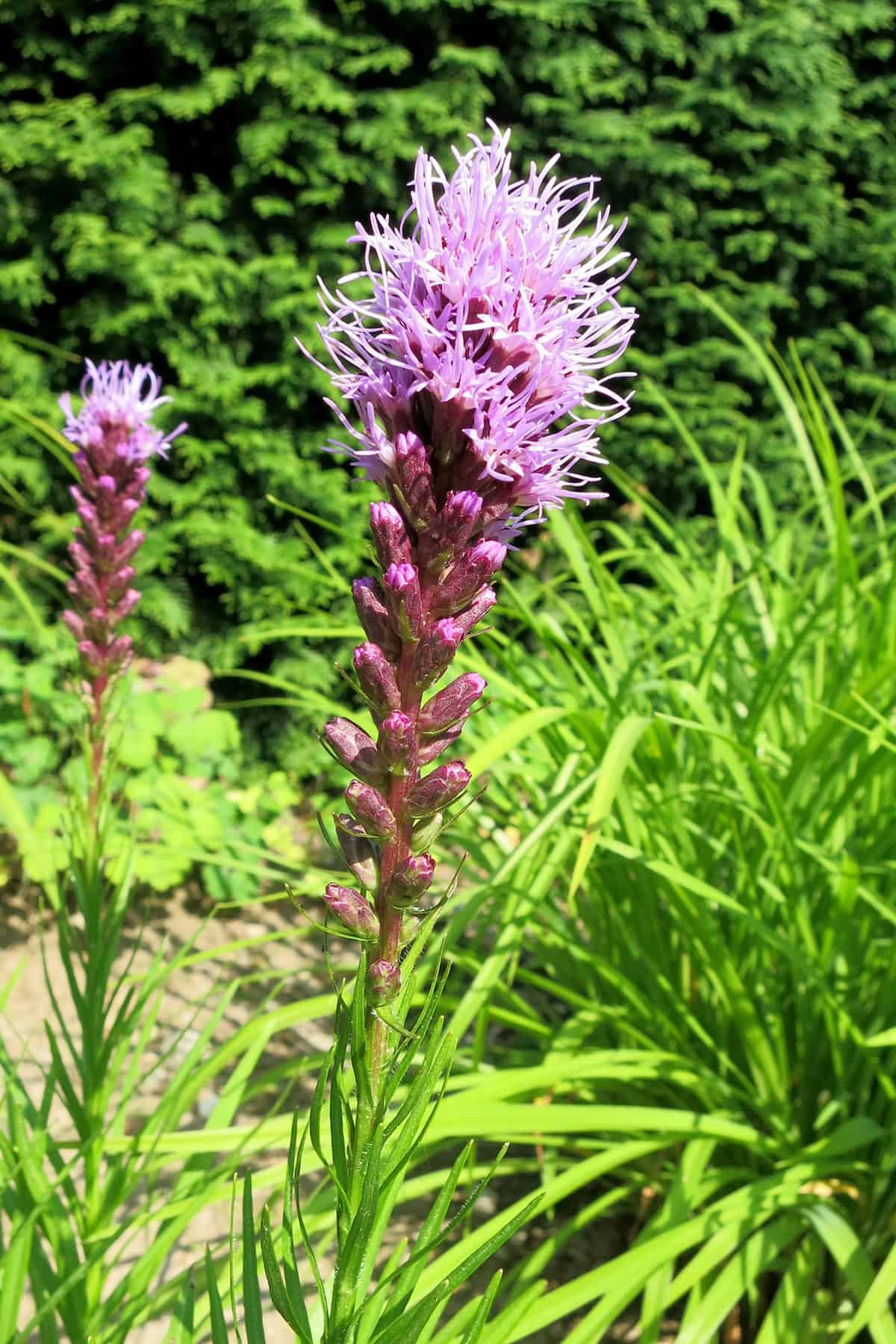Blazing Star (Liatris)