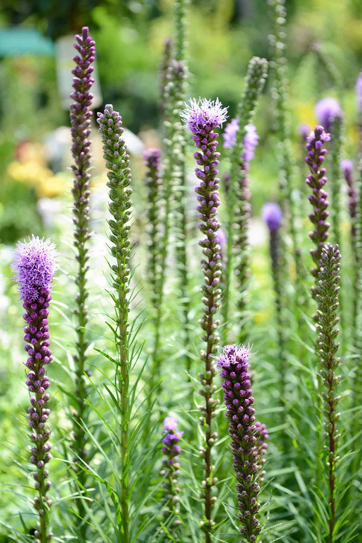 Blazing Star (Liatris)