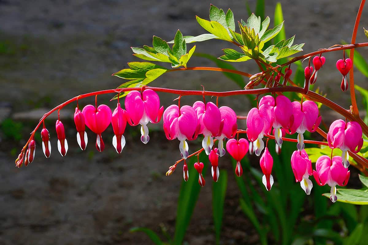 Bleeding Heart (Lamprocapnos spectabilis)