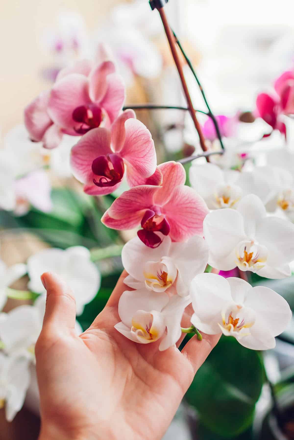 Bloom Care And Reblooming