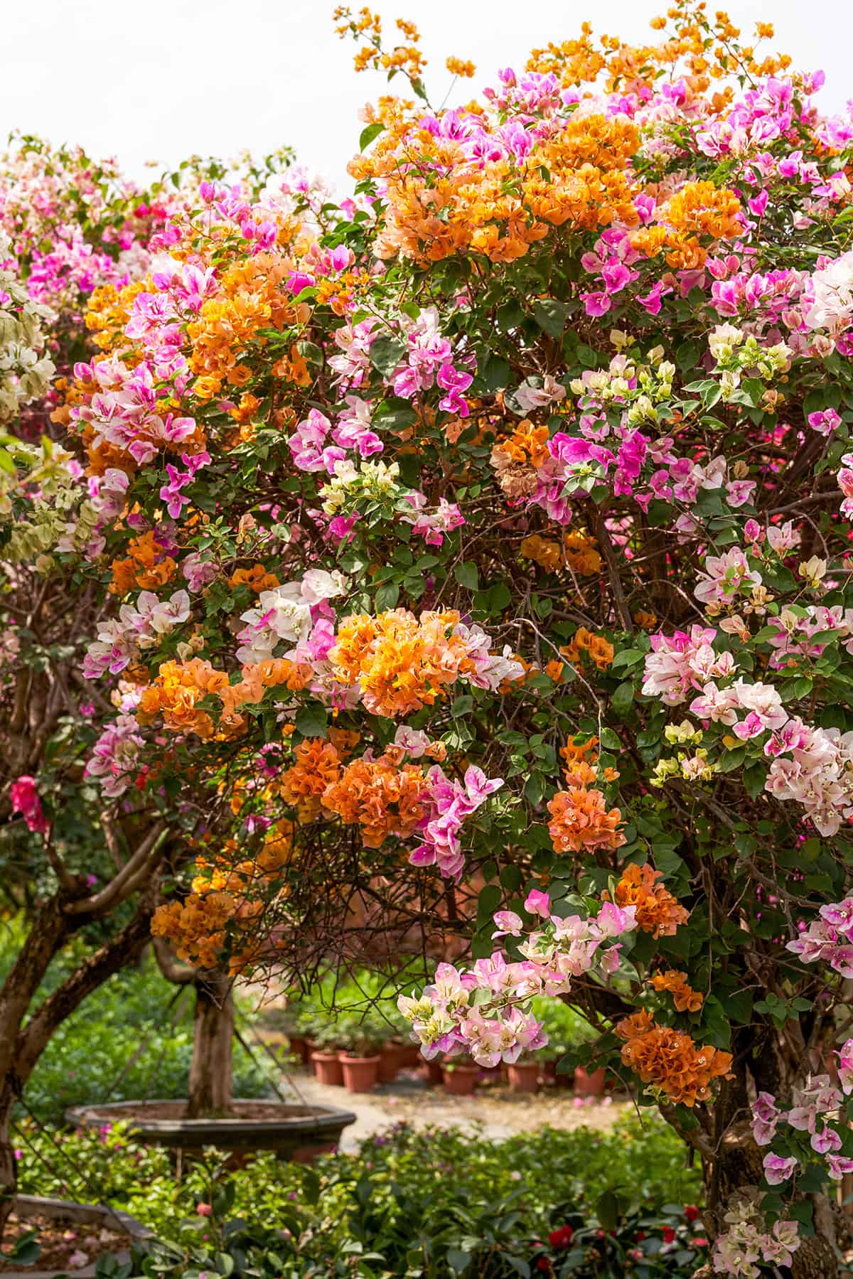 Bougainvillea