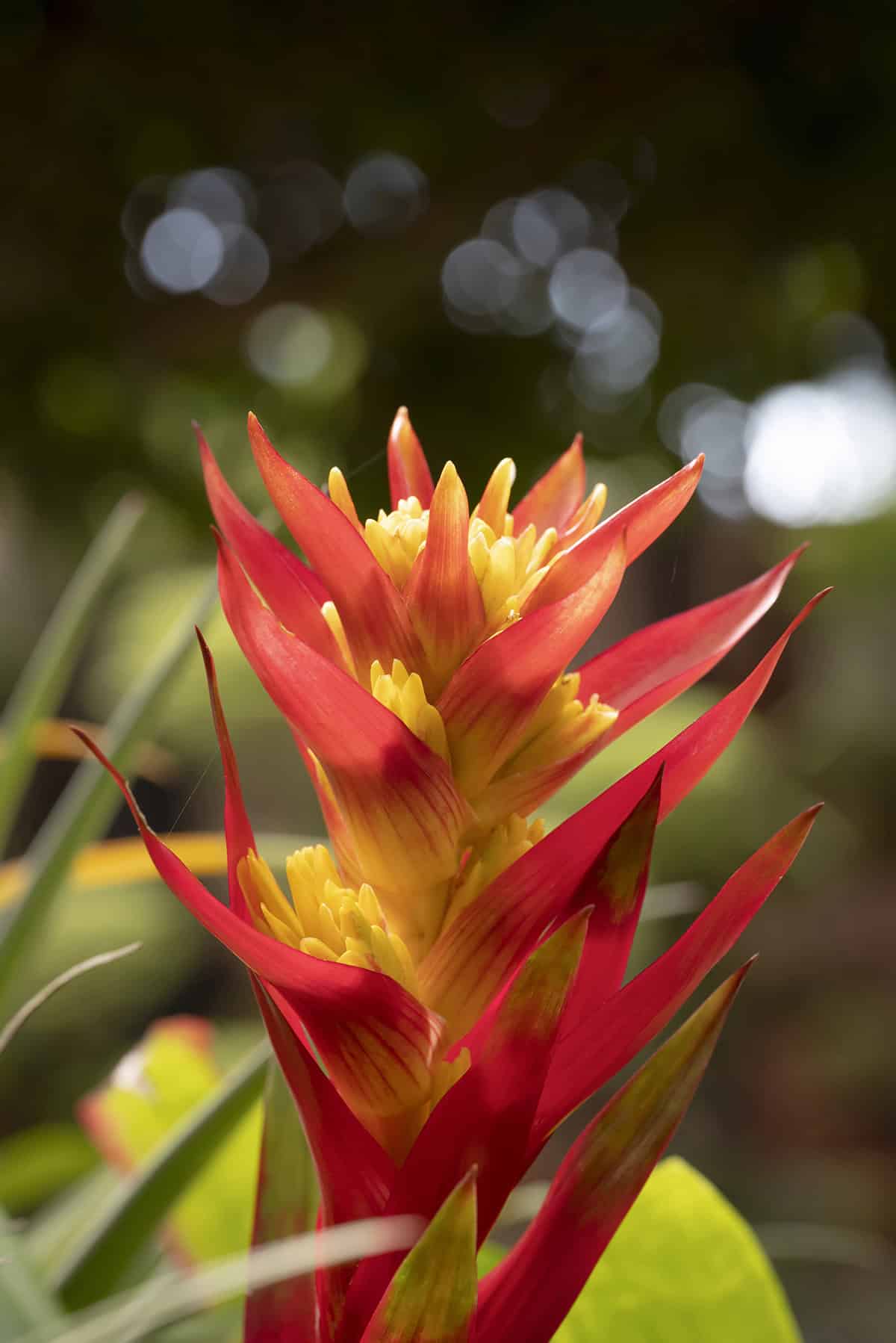 Bromeliad Care Basics