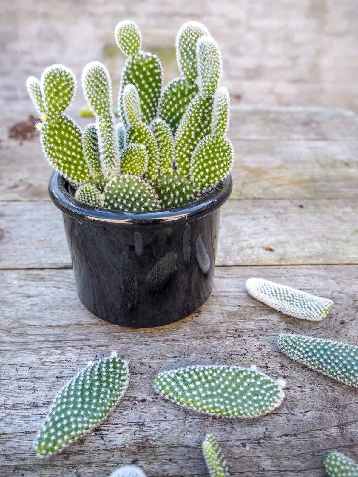 Bunny Ears Cactus (Opuntia microdasys)