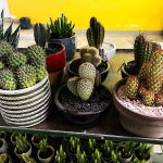 Cactus Plants to Grow Indoors