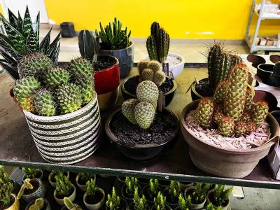 Cactus Plants to Grow Indoors